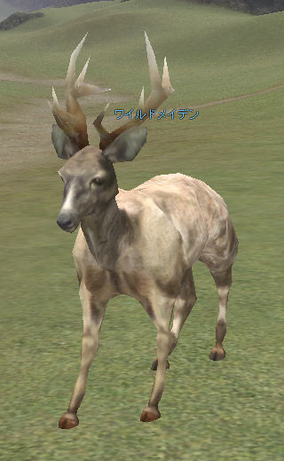 ワイルドメイデン